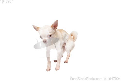 Image of Studio shot of Chihuahua companion dog isolated on white studio background