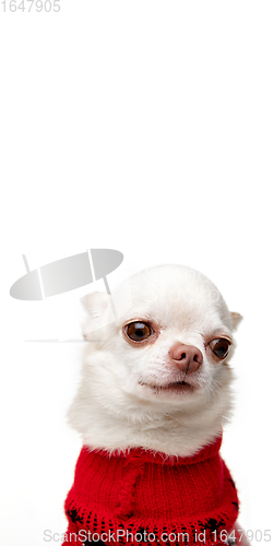 Image of Cute white Chihuahua dog posing in red jumpsuit isolated on white studio background
