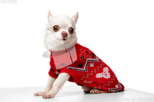 Image of Cute white Chihuahua dog posing in red jumpsuit isolated on white studio background