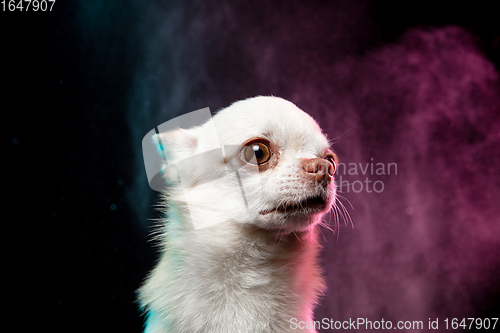 Image of Studio shot of Chihuahua companion dog isolated on neon colored studio background in smoke cloud.