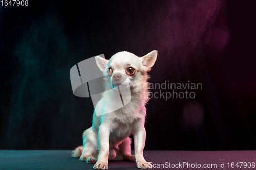 Image of Portrait of Chihuahua companion dog isolated on neon colored studio background.