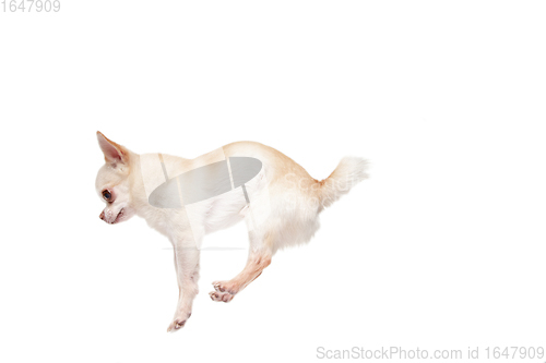 Image of Studio shot of Chihuahua companion dog isolated on white studio background