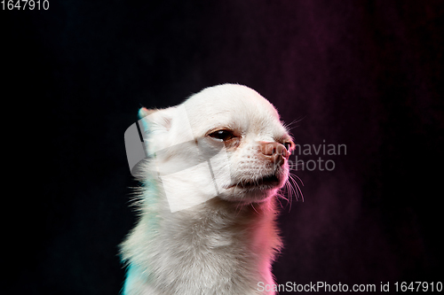 Image of Portrait of Chihuahua companion dog isolated on neon colored studio background.