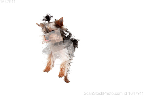 Image of Funny Yorkshire terrier dog jumping isolated on white studio background. Pets love concept.