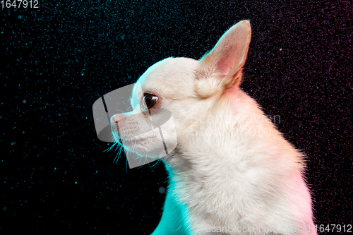 Image of Studio shot of Chihuahua companion dog isolated on black studio background