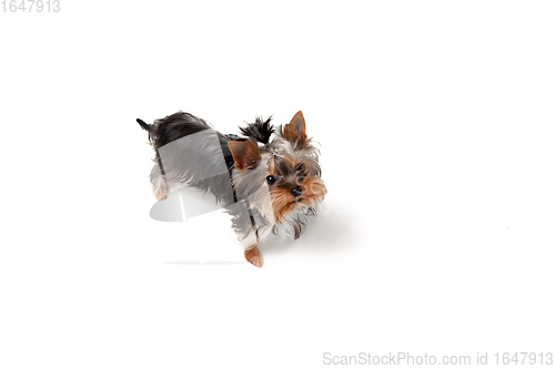 Image of Funny Yorkshire terrier dog posing isolated on white studio background. Pets love concept.