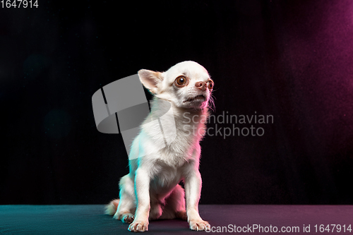 Image of Portrait of Chihuahua companion dog isolated on neon colored studio background.