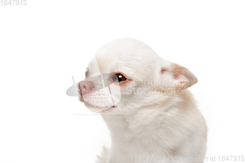 Image of Studio shot of Chihuahua companion dog isolated on white studio background