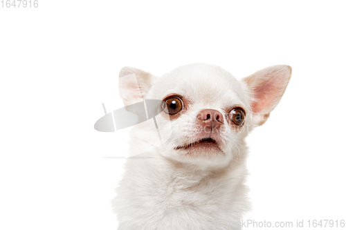 Image of Studio shot of Chihuahua companion dog isolated on white studio background