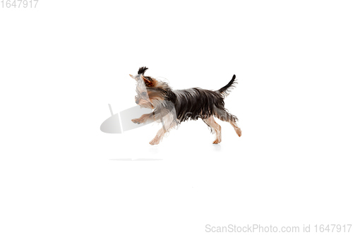 Image of Funny Yorkshire terrier dog jumping isolated on white studio background. Pets love concept.