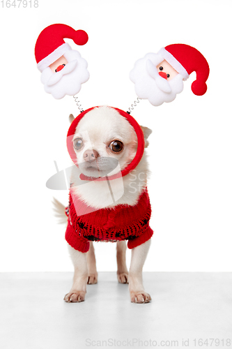 Image of Cute Chihuahua puppy posing like Christmas deer isolated on white studio background