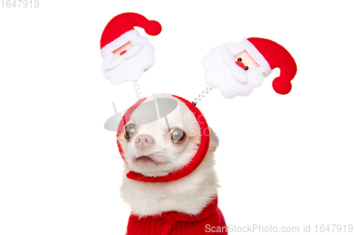 Image of Cute Chihuahua puppy posing like Christmas deer isolated on white studio background