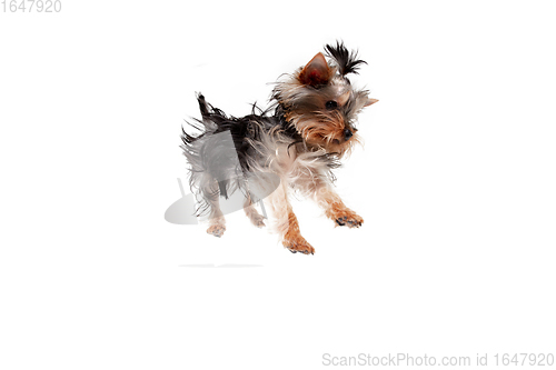 Image of Funny Yorkshire terrier dog jumping isolated on white studio background. Pets love concept.