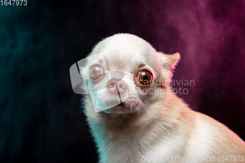 Image of Studio shot of Chihuahua companion dog isolated on neon colored studio background in smoke cloud.