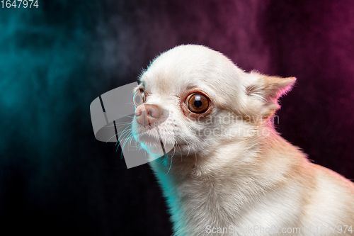 Image of Studio shot of Chihuahua companion dog isolated on neon colored studio background in smoke cloud.