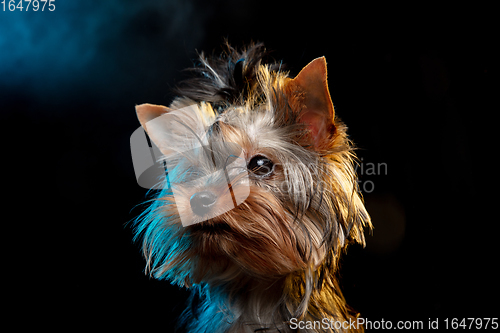 Image of Cute Yorkshire terrier puppy posing isolated on neon colored studio background. Pets love concept.