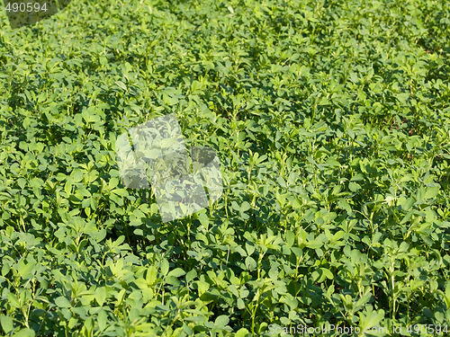 Image of Fresh clover field