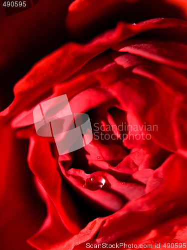 Image of Red rose