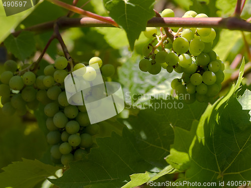 Image of Wine grapes 