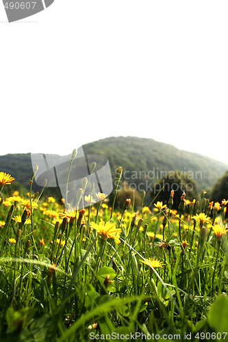 Image of Flowers landscape