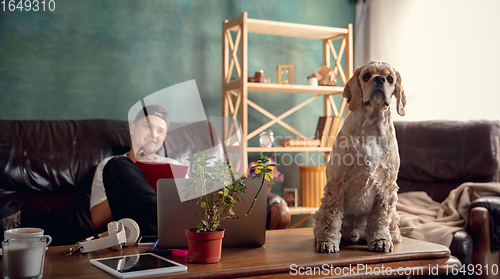 Image of American Cocker Spaniel cream colour sitting on table at home with his owner young man, student, businessman.