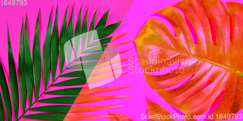 Image of Modern tropical pattern with exotic leaves isolated on bright background. Flyer for design. Copyspace for ad.