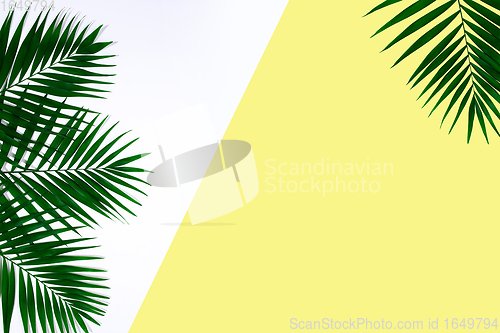 Image of Exotic green tropical palm leaves isolated on white yellow background. Flyer for ad, design.