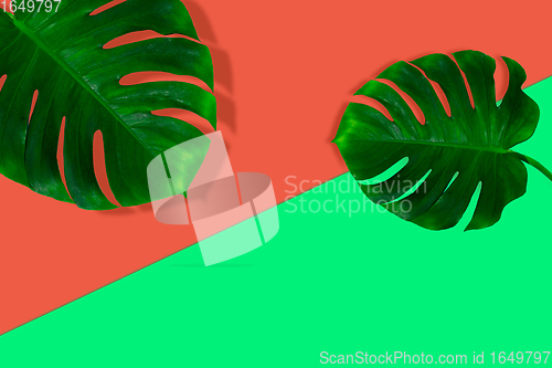 Image of Creative banner with tropical leaves on geometric vibrant colours background. Flyer for ad, design.