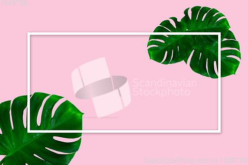 Image of Green monstera leaves isolated on pink background with white geometric frame. Flyer for ad, design.