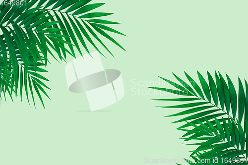 Image of Exotic green tropical palm leaves isolated on light background. Flyer for ad, design.
