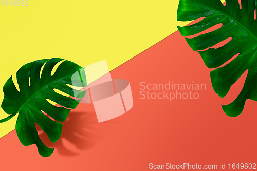 Image of Creative banner with tropical leaves on geometric vibrant colours background. Flyer for ad, design.