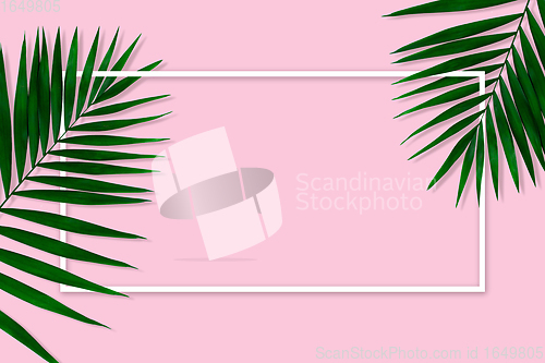 Image of Exotic green tropical palm leaves isolated on pink background with white geometric frame. Flyer for ad, design.