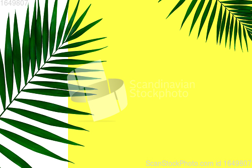 Image of Exotic green tropical palm leaves isolated on white yellow background. Flyer for ad, design.