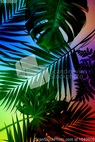 Image of Modern tropical pattern with exotic leaves isolated on bright background. Flyer for design. Copyspace for ad.