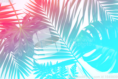 Image of Summer tropical exotic leaves isolated on white background. Flyer for design. Copyspace for ad.