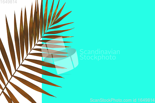 Image of Exotic green tropical palm leaves isolated on blue white background. Flyer for ad, design.