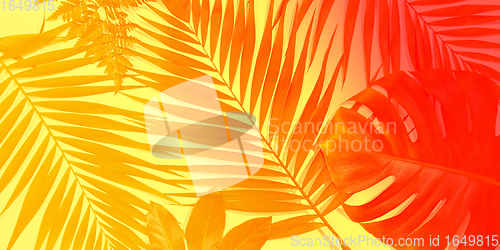 Image of Modern tropical pattern with exotic leaves isolated on bright background. Flyer for design. Copyspace for ad.