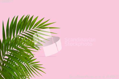 Image of Exotic green tropical palm leaves isolated on pink background. Flyer for ad, design.