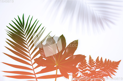 Image of Summer tropical exotic leaves isolated on white background. Flyer for design. Copyspace for ad.