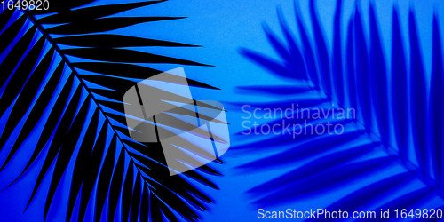 Image of Exotic tropical palm leaves isolated on purple blue gradient background. Flyer for ad, design.