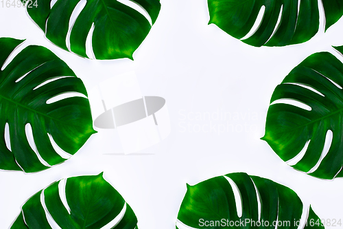 Image of Exotic green monstera leaves isolated on white background. Flyer for ad, design.