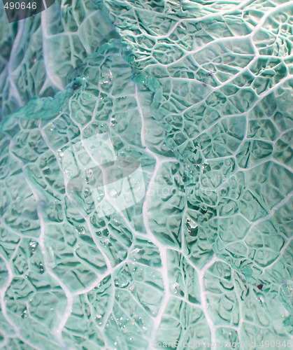 Image of Green cabbage vegetable