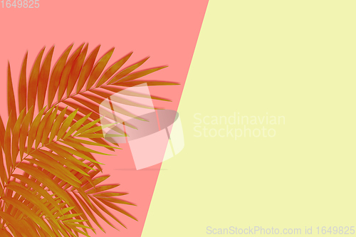 Image of Exotic brown tropical palm leaves isolated on pink yellow background. Flyer for ad, design.