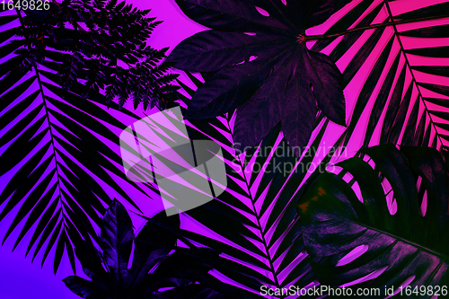 Image of Exotic tropical palm leaves isolated on purple pink gradient background. Flyer for ad, design.