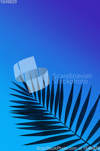 Image of Exotic tropical palm leaf isolated on purple blue gradient background. Flyer for ad, design.