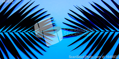Image of Exotic tropical palm leaves isolated on purple blue gradient background. Flyer for ad, design.