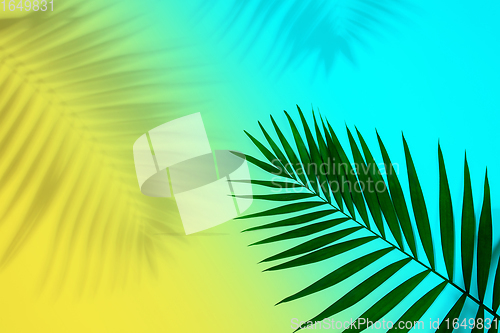 Image of Exotic green tropical palm leaf with shadow isolated on blue yellow background. Flyer for ad, design.