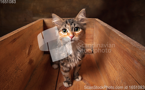 Image of Little cute multicolored purebred kitten of Siberian cat sitting in wooden box isolated on colored background. Flyer for ad, design.