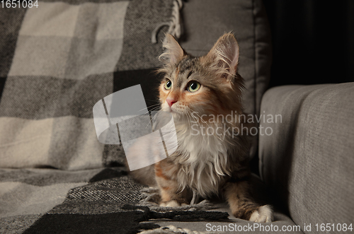 Image of Portrait of multicolored purebred kitten of Siberian cat sitting on sofa covered with a checkered blanket. Flyer for ad, design. Home interior.