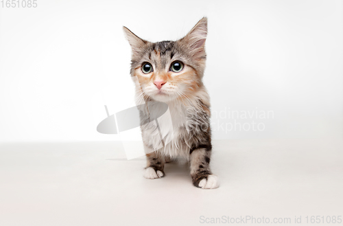 Image of Multicolor beautiful cat posing isolated on white studio background. Flyer for ad, design. Copy space.